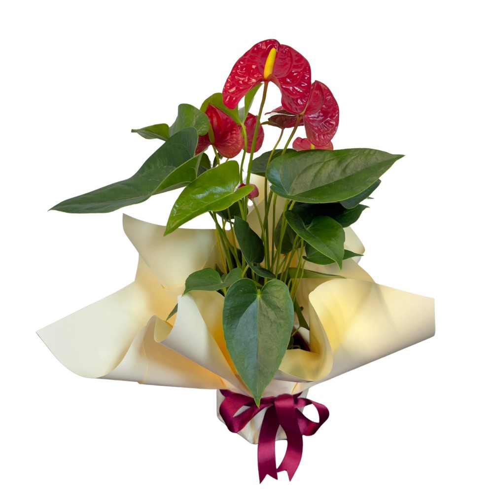 Kırmızı Antoryum Çiçeği